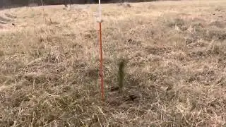 Tree farm - Loblolly row marker / bookends