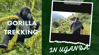 Gorilla Trekking in Bwindi impenetrable forest -Uganda