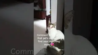 first pet quiz 🐈 #cat#firstpet#dog#petshorts#petlover#pets