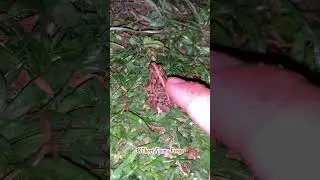 Wild tree frogs / Catch funny frogs / Grass frogs #shorts #funny #animals #short