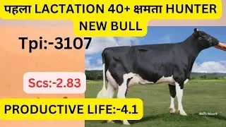 ABS  IMPORTED BULL #HUNTER |BEST GENETICS INDIA | COMPARE WITH MIKY & BIG-SHOT #farmerkunal 