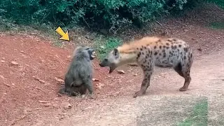 A HIENA NÃO ACREDITOU QUANDO O BABUINO FEZ ISSO