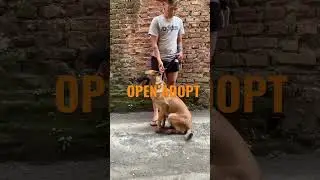 Open adopt belgian malinois