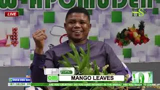 Amazing Benefits  Of Mango Leaves That You May Have Not Known