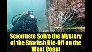 Scientists Solve the Mystery of the Starfish Die-Off on the West Coast