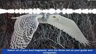 WHITE OWL