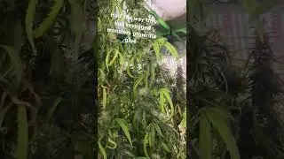 growrilla glue revegged monsters monster crop and bud explosion and sweet candy
