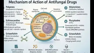 Antifungal drugs; medications used to treat fungal infections mycoses