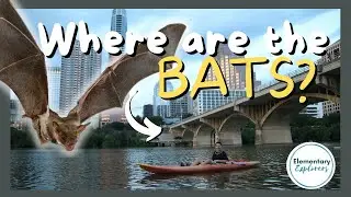 Largest Urban Bat Population in North America - Congress Avenue Bridge - Kayak Tour - Austin, Texas