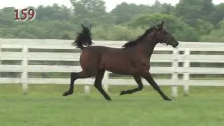 Herculean Effort