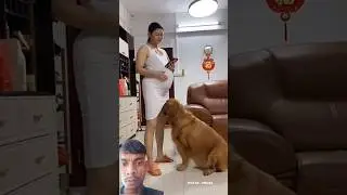 dog is very bad 😭#puppy #labrador#bulldog #doglife #mastiff #goldenret #funny #pets#physiotherapy
