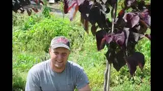 Video on  Redbud Tree Care explained By Mike Hirst Chief grower at Highland Hill Farm