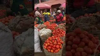 We have two species of Tomatoes in #nigeria ; JOS UTC and others #everyone@highlight@subscribers