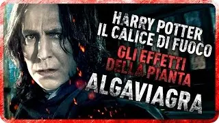 HARRY POTTER - GLI EFFETTI DELL'ALGAVIAGRA