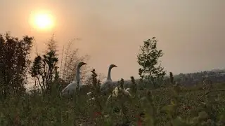 Relaxing Music With Nature Video | background music |