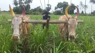 bullock bullock cart bullock using framing agricultural sugarcane land bullock powerperformance