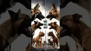 African Wild Dog Vs American Pitbull  (Rottweiler, Labrador, German Shepherd, American Bully) Battle