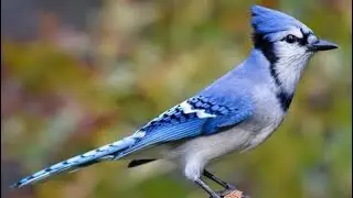 Jeering Blue Jays