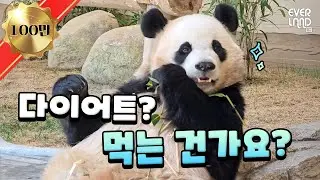 대나무는 살 안 쪄요 살은 우리가 쪄요🐼🐼｜#판다와쏭 #237