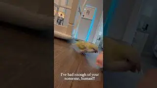 Kiwi's mood swings Ep 1 😃 #birdbehaviour #viralbirds