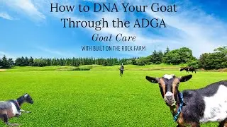 How to DNA Your Goat Through the ADGA/Built on the Rock Farm/Nigerian Dwarf Goat