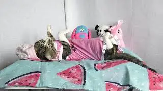 Cat Couture Purr-fect Fashion Choices