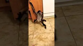 Wild Spider Monkey's Amazing Aerial Display Stuns Viewers #spidermonkey #monkey #shorts