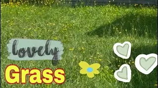 Beautiful Flowers  Grass Damo Lang Pala 😱 #flower  #plants #pinoy  #nsw #grass