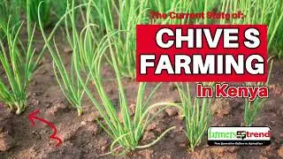 Chives Farming In Kenya: The Current State of The Industry