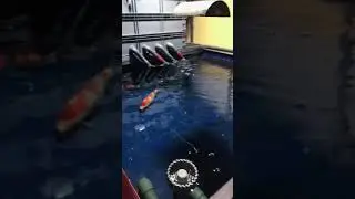 Fish Carp | Big Koi Fish | Pescado  | Fish  | Grosser Fish