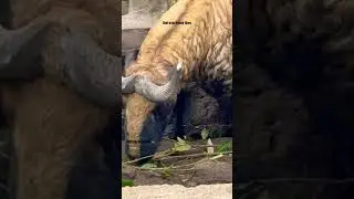 Testing the iPhone 16 Pro's Camera in the Himalayas GOATS!🐐 | iPhone 16pro |#travel #himalaya