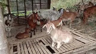 Building New Goat House Backyard raising goat farming Province life in Philippines.