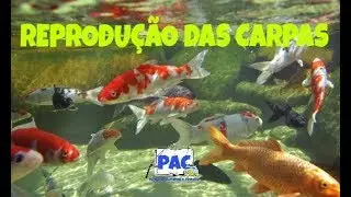 Reprodução das Carpas