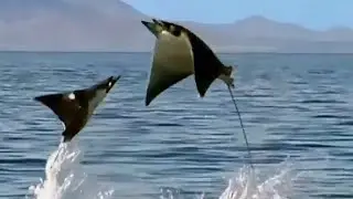 La danse des raies mantas