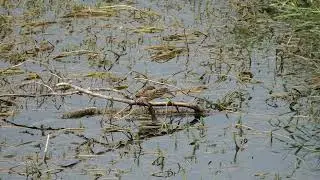 Ultimo Tarabusino per quest' anno al Biotopo Taio di Nomi e un Gheppio sull'Avisio - agosto 2023