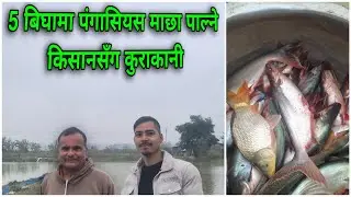 ५ बिघामा पंगासियस माछा पाल्ने अनुभवी किसानसँगको कुराकानी  | Pangasius fish farming 