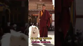 Buddha&rsquo;s Powerful Message About Dogs and Peace #shorts