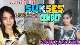 VIRAL WANITA INI SUKSES BETERNAK BURUNG CENDET🔴 cara beternak burung cendet