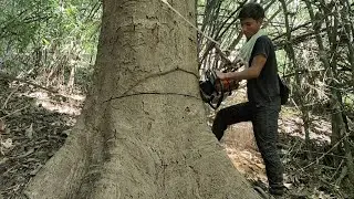 Fast & Easy !! cutting down skills Using smallest stihl chainsaw ‼️