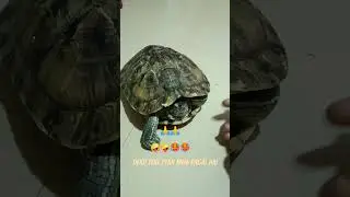 mittu twins brother कछुआ 🐢🐢#shorts #turtle #animals #turtle&tortoise #cuteturtle #heartbeat