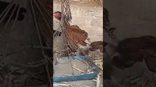 Active hen by stand up poultry #short video