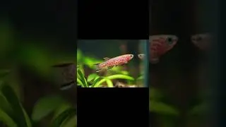 Killifish gardneri