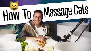 How to Give a Cat Massage - Tips From a Professional Massage Therapist