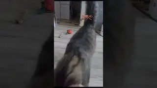 My dog ​​reincarnated as a cat 🤣🤣🤣