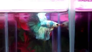 Betta Media Luna ( HM ) M&aacute;rmol