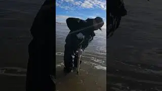First Legal Keeper Sized Pismo Clam!
