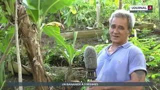 Insolite : à Arue, un bananier a produit... 5 régimes