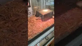 🚨WARNING🚨 LIVE FEEDING!!! WESTERN DIAMONDBACK RATTLESNAKE STRIKE!!