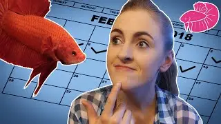 Daily Fish Video Challenge! Day 1 - Intro and Messy Fish Room