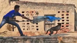 The Friendly Dogcatchers of India, in Hindi